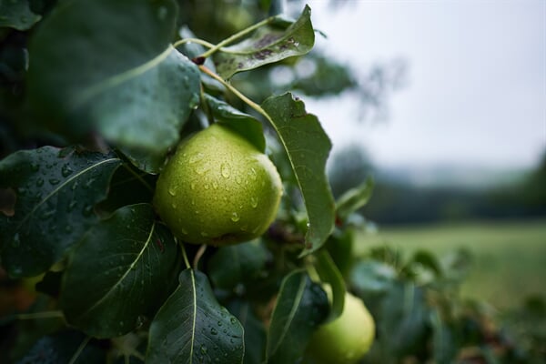 /agriculture/fruit/-harvest-to-table-how-to-plant-grow-prune-and-harvest-plums