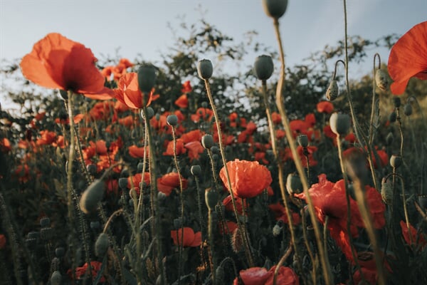 /flowers/how-flowers-get-their-color