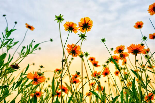 /flowers/why-its-a-good-idea-to-plant-gazanias-as-flowering-ground-cover