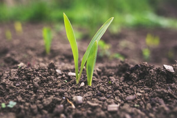 /agriculture/curious-kids-where-did-the-first-seed-come-from